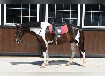 American Quarter Horse, Gelding, 12 years, Tobiano-all-colors