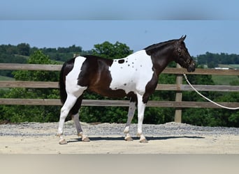 American Quarter Horse, Gelding, 12 years, Tobiano-all-colors