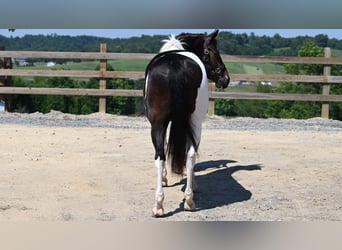 American Quarter Horse, Gelding, 12 years, Tobiano-all-colors