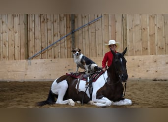 American Quarter Horse, Gelding, 12 years, Tobiano-all-colors