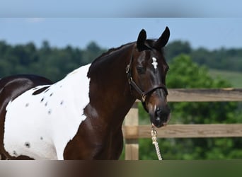 American Quarter Horse, Gelding, 12 years, Tobiano-all-colors