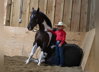 American Quarter Horse, Gelding, 12 years, Tobiano-all-colors