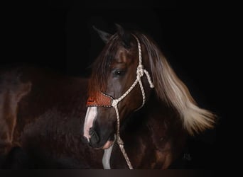 American Quarter Horse, Gelding, 12 years, Tobiano-all-colors
