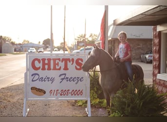 American Quarter Horse, Gelding, 13 years, 11,3 hh, Brown