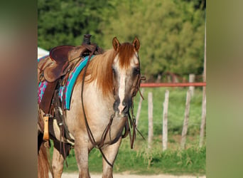 American Quarter Horse, Gelding, 13 years, 13,2 hh, Roan-Red