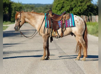 American Quarter Horse, Gelding, 13 years, 13,2 hh, Roan-Red