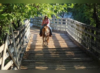 American Quarter Horse, Gelding, 13 years, 13,2 hh, Roan-Red