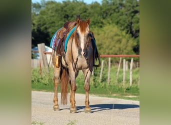 American Quarter Horse, Gelding, 13 years, 13,2 hh, Roan-Red