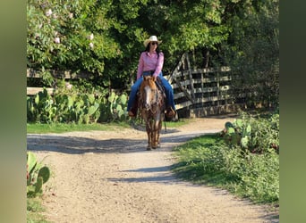 American Quarter Horse, Gelding, 13 years, 13,2 hh, Roan-Red