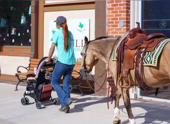 American Quarter Horse, Gelding, 13 years, 13.3 hh, Buckskin