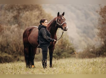 American Quarter Horse, Gelding, 13 years, 14.1 hh, Brown