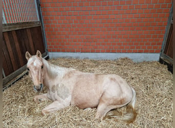 American Quarter Horse, Gelding, 13 years, 14.1 hh, Palomino