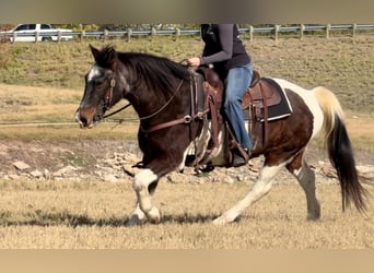 American Quarter Horse, Gelding, 13 years, 14,1 hh, Roan-Bay