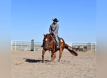 American Quarter Horse, Gelding, 13 years, 14.1 hh, Sorrel