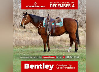 American Quarter Horse, Gelding, 13 years, 14.2 hh, Bay