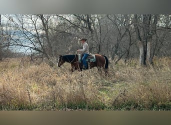 American Quarter Horse, Gelding, 13 years, 14.2 hh, Bay