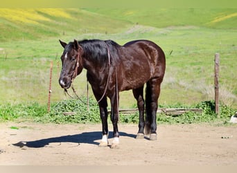 American Quarter Horse, Gelding, 13 years, 14.2 hh, Black