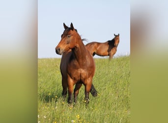 American Quarter Horse, Gelding, 13 years, 14.2 hh, Brown