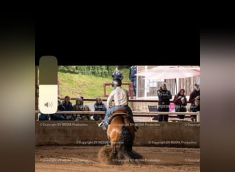 American Quarter Horse, Gelding, 13 years, 14.2 hh, Brown