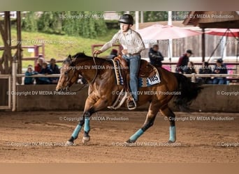 American Quarter Horse, Gelding, 13 years, 14.2 hh, Brown
