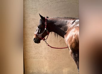 American Quarter Horse, Gelding, 13 years, 14.2 hh, Brown