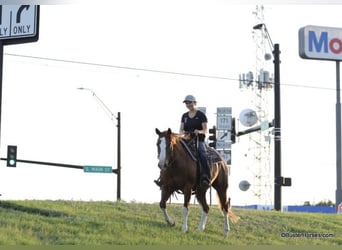 American Quarter Horse, Gelding, 13 years, 14.2 hh, Chestnut