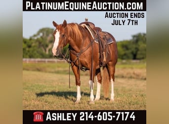 American Quarter Horse, Gelding, 13 years, 14.2 hh, Chestnut