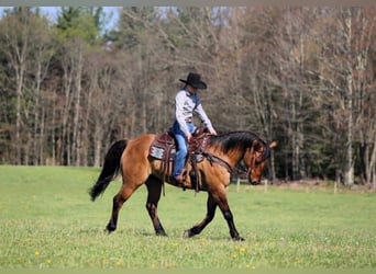 American Quarter Horse, Gelding, 13 years, 14.2 hh, Dun