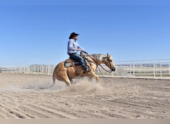 American Quarter Horse, Gelding, 13 years, 14.2 hh, Palomino