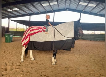 American Quarter Horse, Gelding, 13 years, 14.2 hh, Roan-Bay
