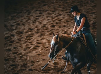 American Quarter Horse, Gelding, 13 years, 14.2 hh, Roan-Red