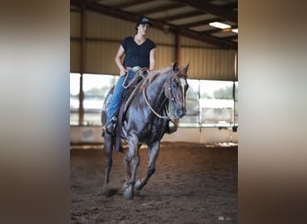 American Quarter Horse, Gelding, 13 years, 14.2 hh, Roan-Red