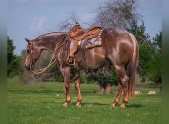 American Quarter Horse, Gelding, 13 years, 14.2 hh, Roan-Red