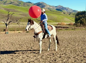 American Quarter Horse, Gelding, 13 years, 14.2 hh, Tobiano-all-colors
