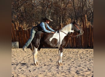 American Quarter Horse, Gelding, 13 years, 14,2 hh, Tobiano-all-colors