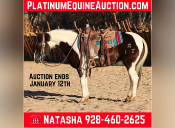 American Quarter Horse, Gelding, 13 years, 14,2 hh, Tobiano-all-colors