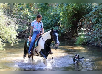 American Quarter Horse, Gelding, 13 years, 14,2 hh, Tobiano-all-colors