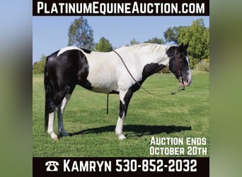 American Quarter Horse, Gelding, 13 years, 14,2 hh, Tobiano-all-colors