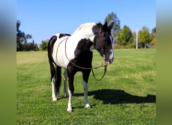 American Quarter Horse, Gelding, 13 years, 14,2 hh, Tobiano-all-colors