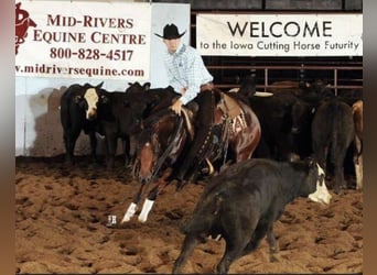 American Quarter Horse, Gelding, 13 years, 14.3 hh, Bay