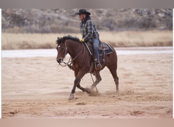 American Quarter Horse, Gelding, 13 years, 14.3 hh, Bay