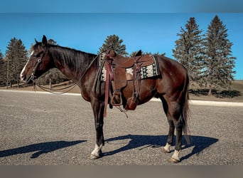 American Quarter Horse, Gelding, 13 years, 14,3 hh, Bay