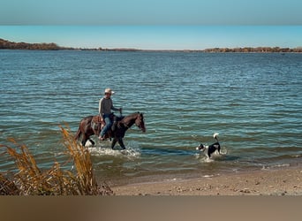 American Quarter Horse, Gelding, 13 years, 14,3 hh, Bay