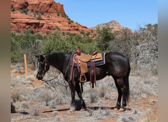 American Quarter Horse, Gelding, 13 years, 14.3 hh, Black