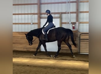 American Quarter Horse, Gelding, 13 years, 14.3 hh, Black