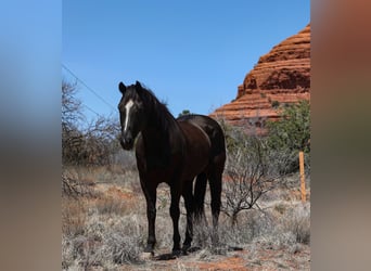 American Quarter Horse, Gelding, 13 years, 14.3 hh, Black