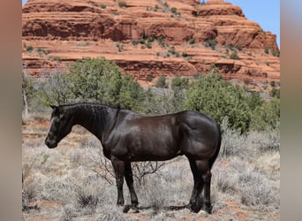American Quarter Horse, Gelding, 13 years, 14.3 hh, Black