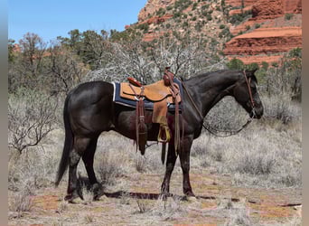 American Quarter Horse, Gelding, 13 years, 14.3 hh, Black