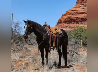 American Quarter Horse, Gelding, 13 years, 14.3 hh, Black