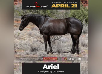 American Quarter Horse, Gelding, 13 years, 14.3 hh, Black